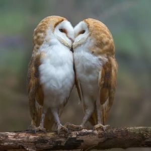 Meet your Posher, Mimi